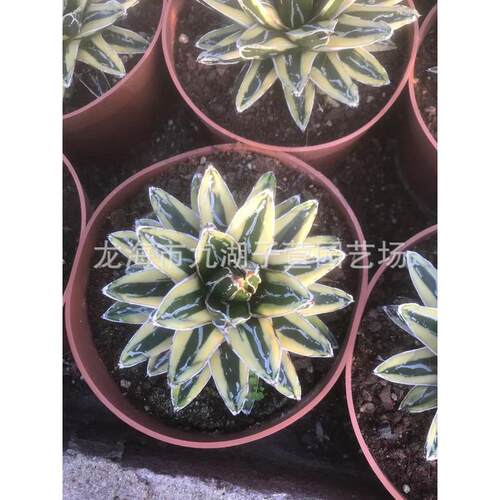 叶圆百合科辉山锦龙舌兰仙人球仙人柱盆栽多肉植物景观沙生植物
