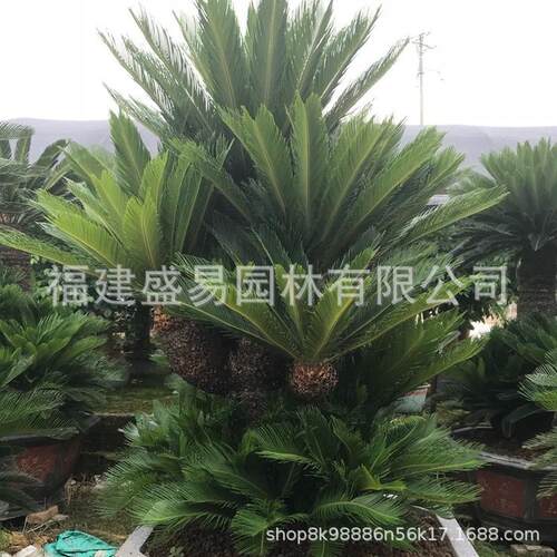 造型铁树盆景铁树铁树供应丛生多头大铁树基地铁树批发价格