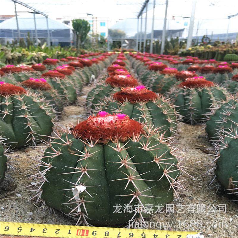 层云实属仙人球名品爪刺花座球生圆球形白刺藏云造景点缀植物
