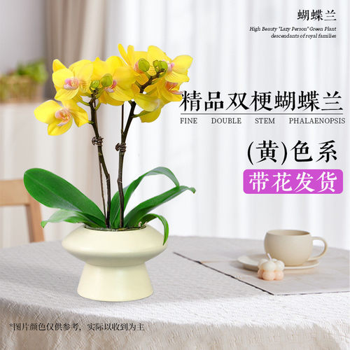 蝴蝶兰盆栽带花精品兰客厅花冬季开花花大室内绿植花卉好养活花苗