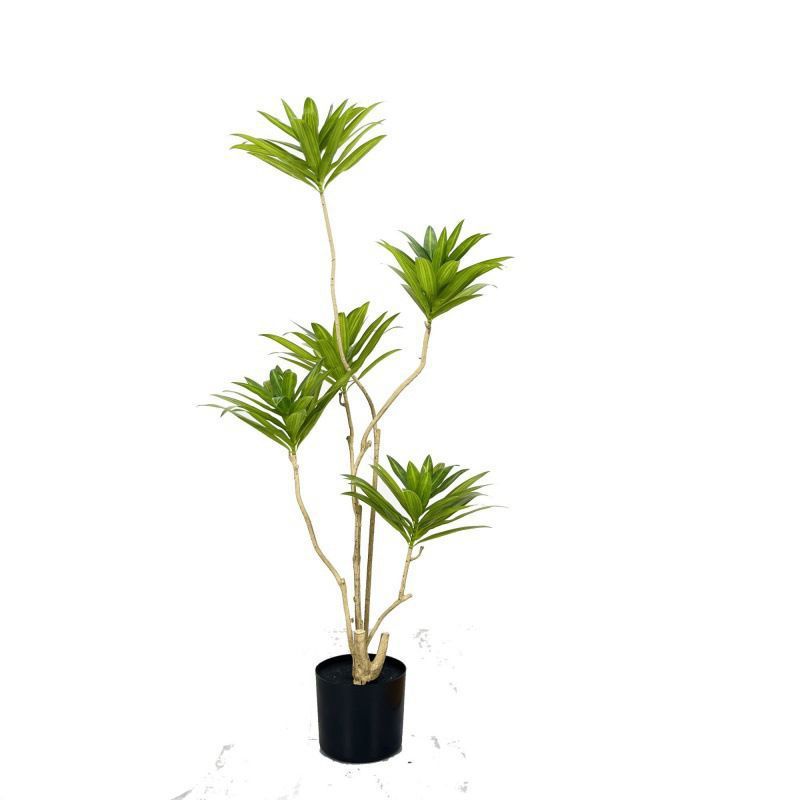 一件百合竹绿植大型室内生绿植盆栽植物盆景客厅摆件批发批发