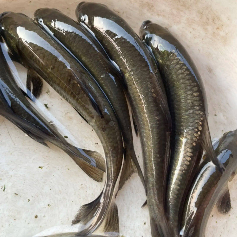 优质青鱼苗黑鲩鱼苗螺丝青鱼苗螺丝混鱼苗黑草鱼苗淡水养殖,宠物/宠物食品及用品,鱼,淘宝优惠券,粉丝福利购,淘宝优惠卷