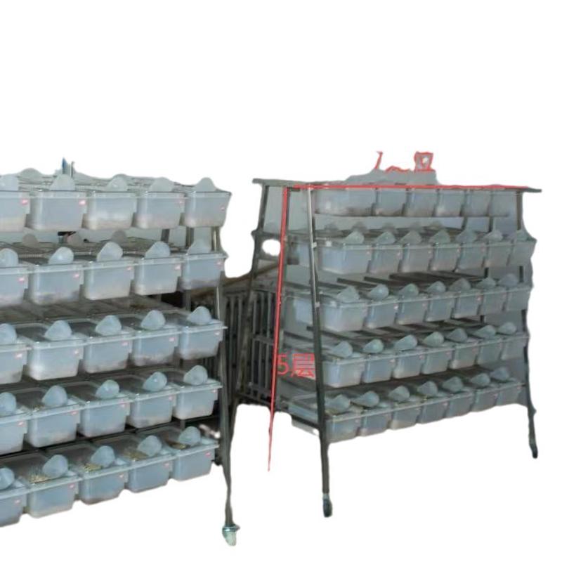 实验鼠笼小鼠笼子大鼠笼实验室小白鼠大白鼠饲养笼繁殖笼盒