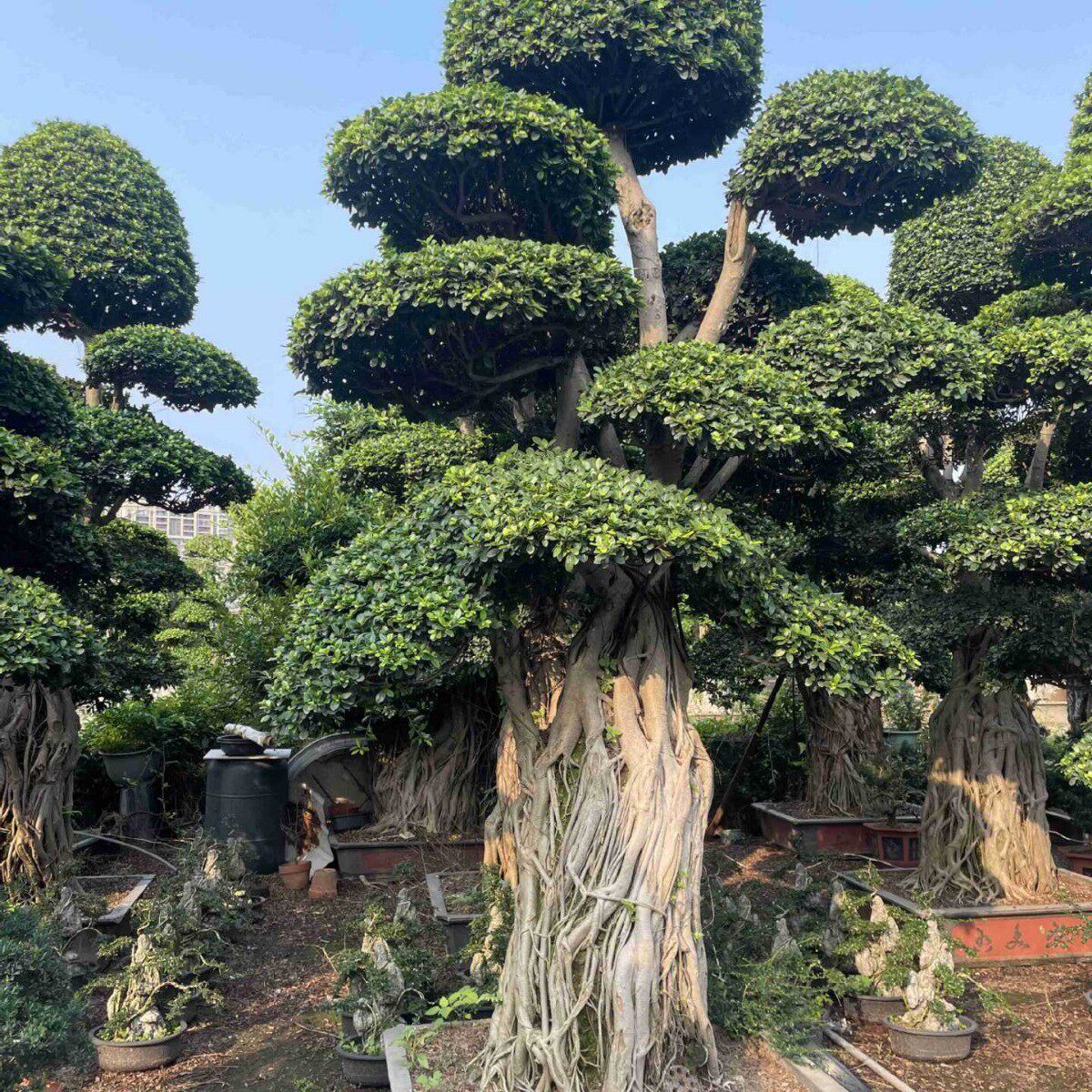 金钱榕重庆造型榕树桩头价格造型小叶榕供应四川小叶榕桩头批发