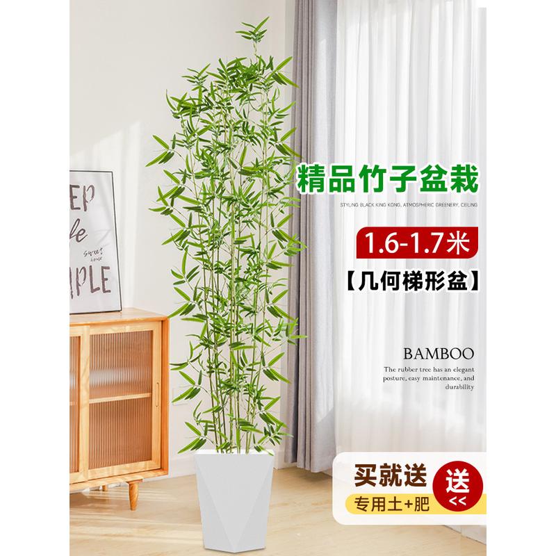 竹子盆栽室内客厅真树大型绿植落地大花盆活好养四季常青造景批发