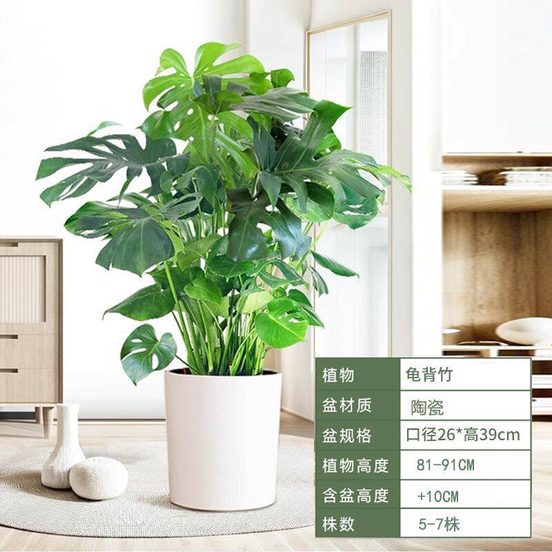 乔迁新居盆栽植物客厅摆放搬家大厅大颗好养大叶子绿植花盆龟背竹