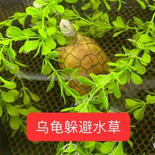 乌龟仿真水草条龟苗防溺水躲避应激咬伤草造景鱼缸育鱼苗龟苗神器