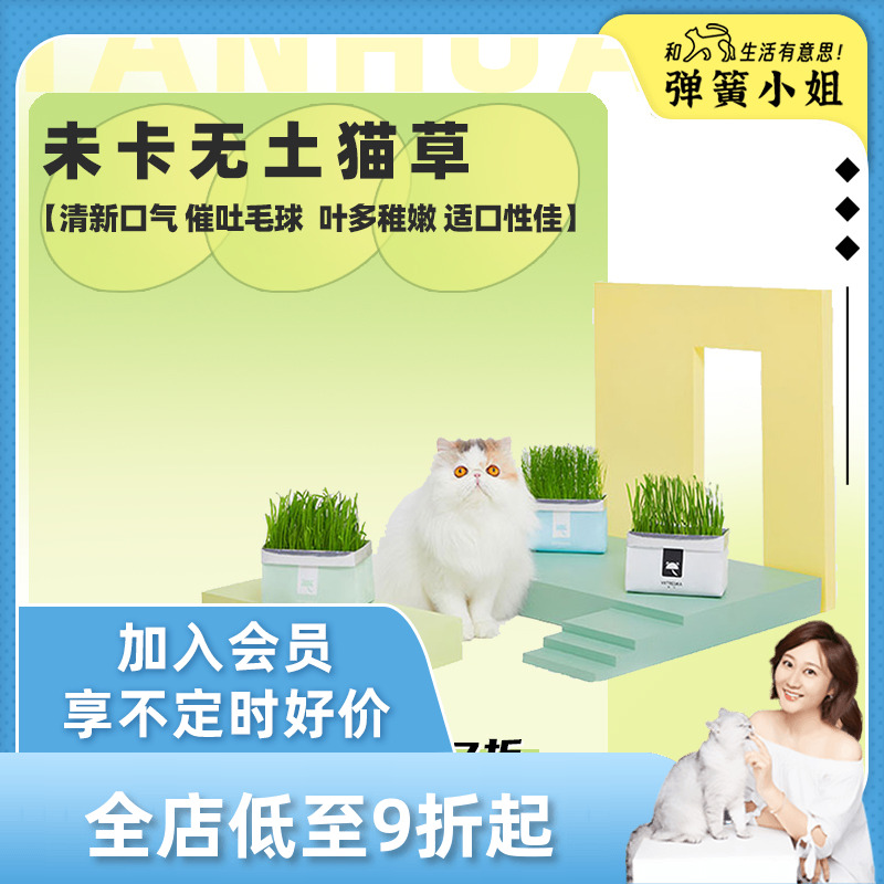 无土种植猫草盆栽化毛去毛球