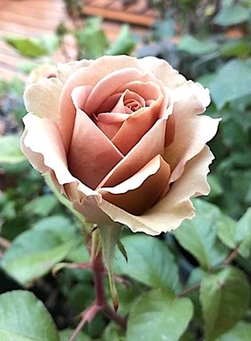 失忆 阳台盆栽月季庭院地栽耐旱耐寒抗病勤花切花玫瑰分枝性好