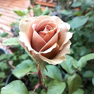 失忆 庭院地栽耐旱耐寒抗病勤花切花玫瑰分枝性好 阳台盆栽月季