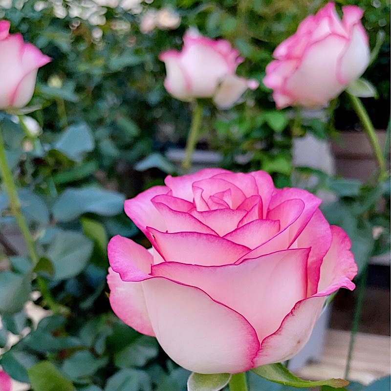 艾莎阳台盆栽玫瑰庭院地栽馥郁香气月季分支好耐寒耐寒耐热素色