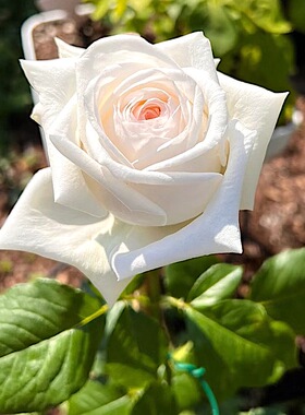 白荔枝 阳台盆栽月季庭院地栽耐旱耐寒抗病勤花馥郁香气切花玫瑰