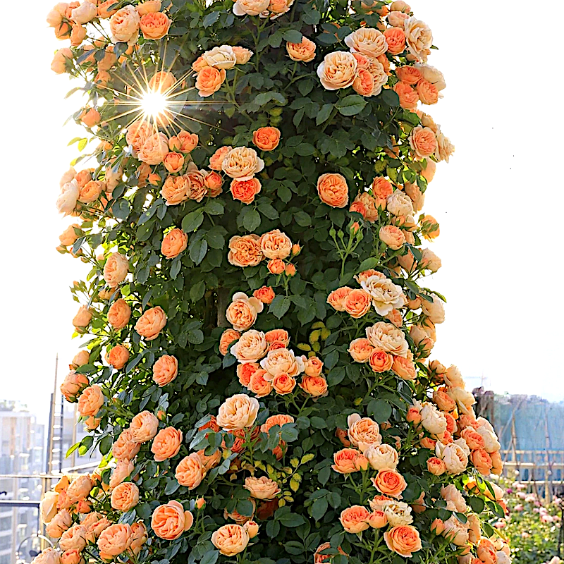 甜梦庭院地栽藤本月季阳台盆栽玫瑰耐寒耐旱耐热分支性抗病性好