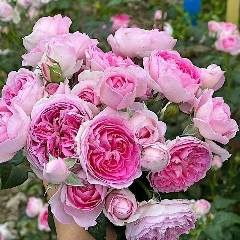 我的心阳台盆栽月季庭院地栽耐寒耐旱抗病勤花玫瑰馥郁香气分枝好