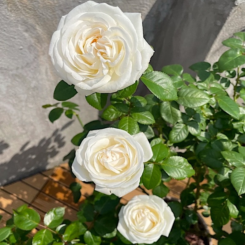 珍妮莫罗切花玫瑰馥郁香气勤花