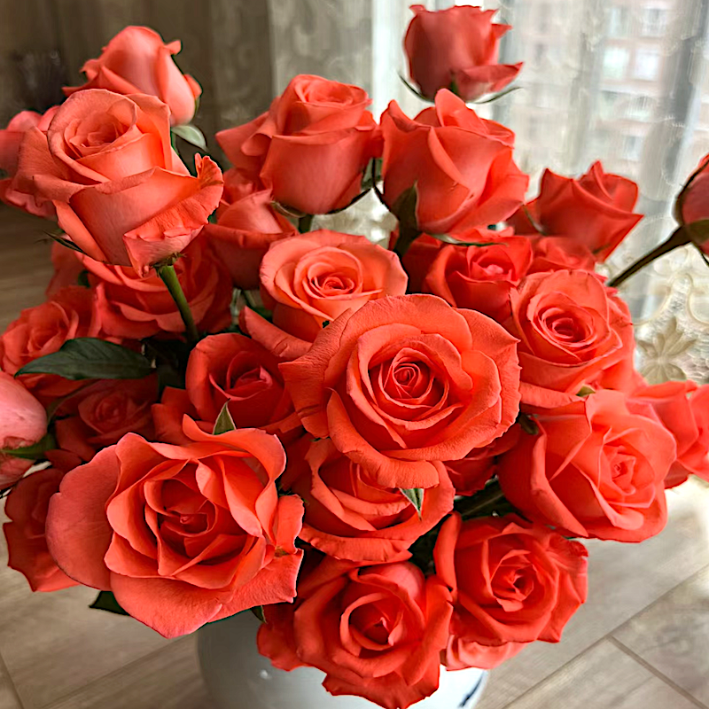 影星 阳台盆栽月季庭院地栽耐旱耐寒抗病勤花切花玫瑰分枝性好