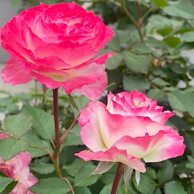 初妆切花玫瑰馥郁香气勤花