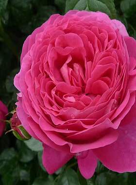 阿奴什卡 阳台盆栽月季庭院地栽耐寒耐旱抗病勤花玫瑰馥郁香气