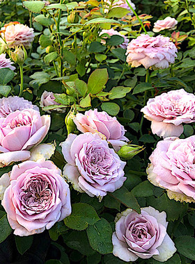 蓝色物语阳台盆栽月季庭院地栽耐寒耐旱抗病勤花切花玫瑰分枝性好