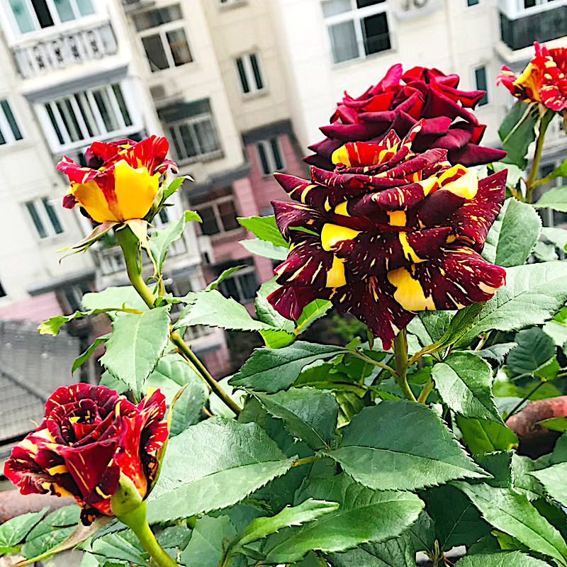 流星雨阳台盆栽月季庭院地栽耐寒耐旱抗病勤花切花玫瑰分枝性好