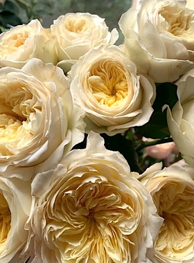 皇家园林阳台盆栽月季庭院地栽耐寒耐旱抗病勤花切花玫瑰分枝好