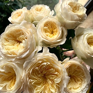 皇家园林阳台盆栽月季 庭院地栽耐寒耐旱抗病勤花切花玫瑰分枝好