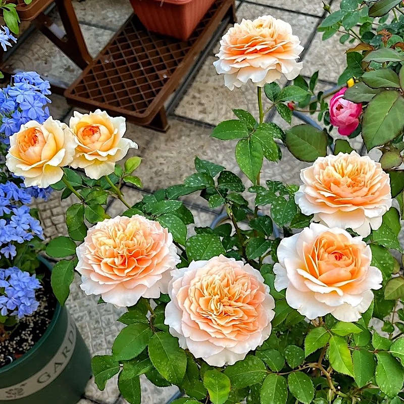艾菲 阳台盆栽月季庭院地栽耐寒耐旱抗病勤花玫瑰馥郁香气分枝好