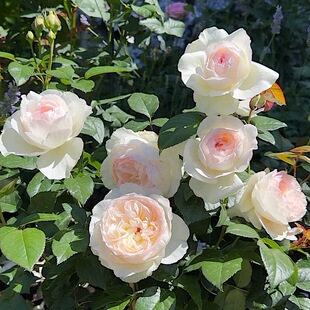 波莱罗 阳台盆栽月季庭院地栽耐寒耐旱抗病勤花馥郁香气分枝性好