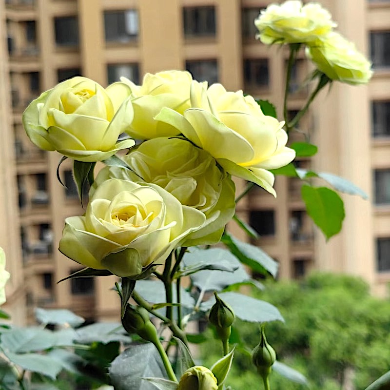 奶油龙沙切花玫瑰抗病勤花