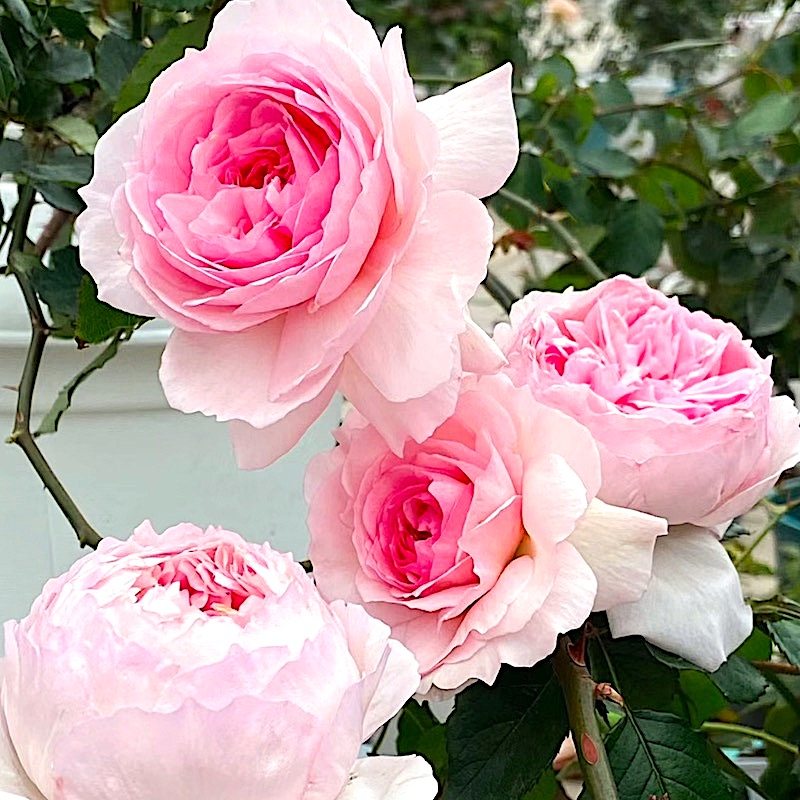 威基伍德粉伍德阳台盆栽月季庭院地栽耐寒耐旱抗病勤花切花玫瑰,鲜花速递/花卉仿真/绿植园艺,月季/蔷薇/玫瑰,淘宝优惠券,粉丝福利购,淘宝优惠卷