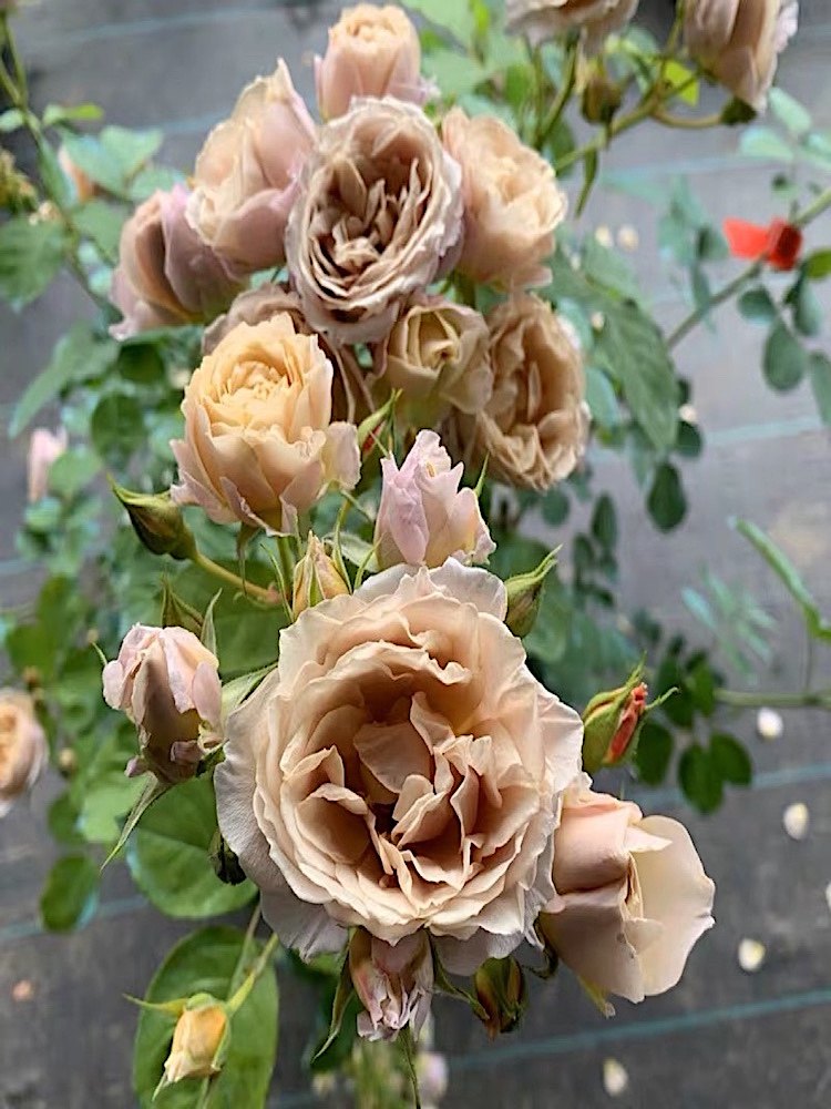 八神庵月季庭院丰花微月露台盆栽多头玫瑰花苗勤花抗病耐热耐寒