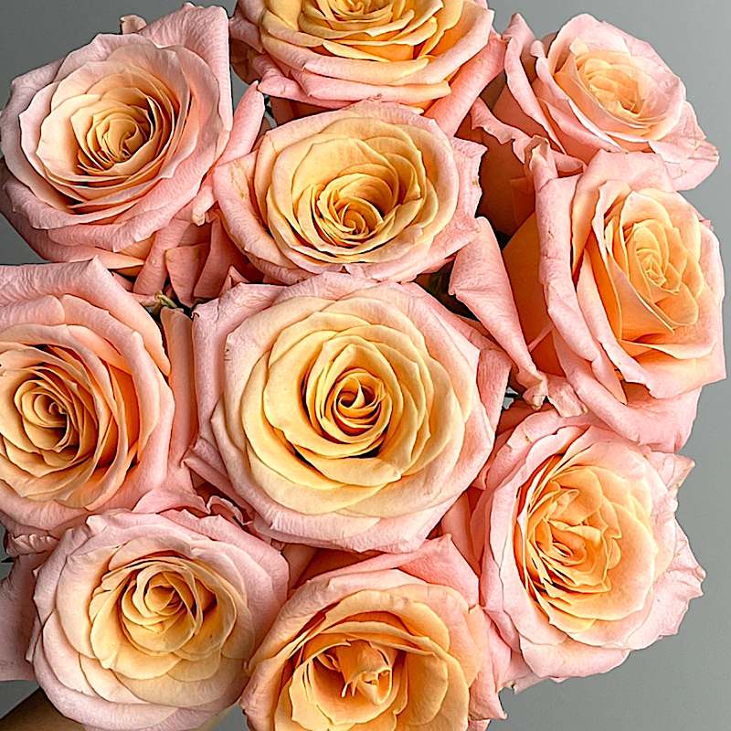 微光 阳台盆栽月季庭院地栽耐旱耐寒抗病勤花切花玫瑰分枝性好