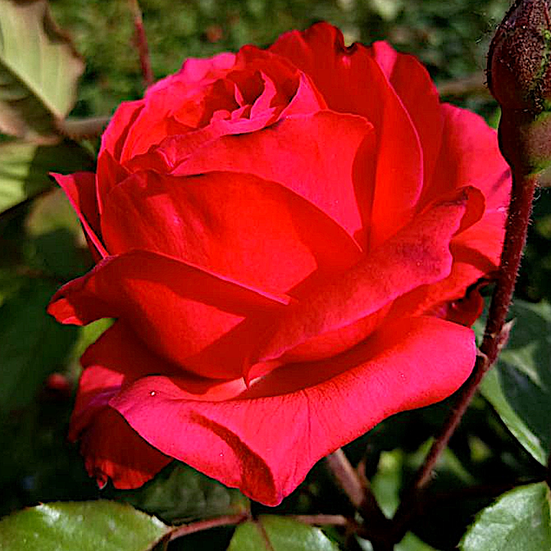 梅郎口红大花月季庭院地栽切花玫瑰阳台盆栽丰花抗病耐寒耐旱花苗