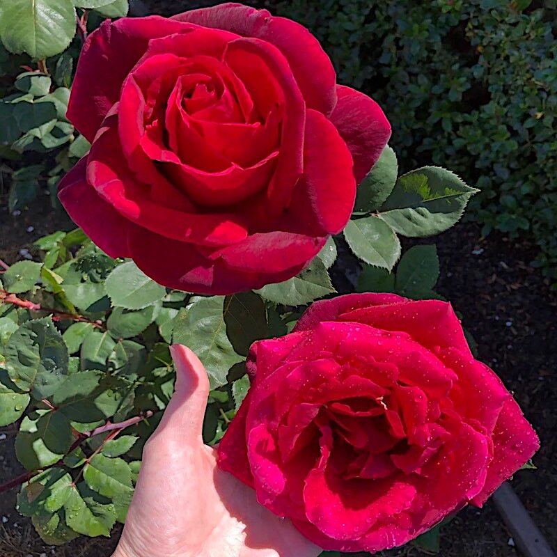 林肯先生阳台盆栽月季庭院地栽耐寒耐旱抗病勤花馥郁香气切花玫瑰