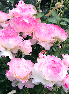 六翼天使阳台盆栽月季庭院地栽耐寒耐旱抗病勤花切花玫瑰分枝性好