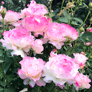 六翼天使阳台盆栽月季 庭院地栽耐寒耐旱抗病勤花切花玫瑰分枝性好