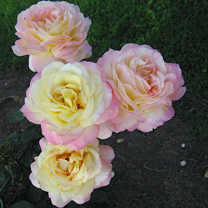 蝴蝶夫人阳台盆栽月季庭院地栽耐寒耐旱抗病勤花馥郁香气切花玫瑰