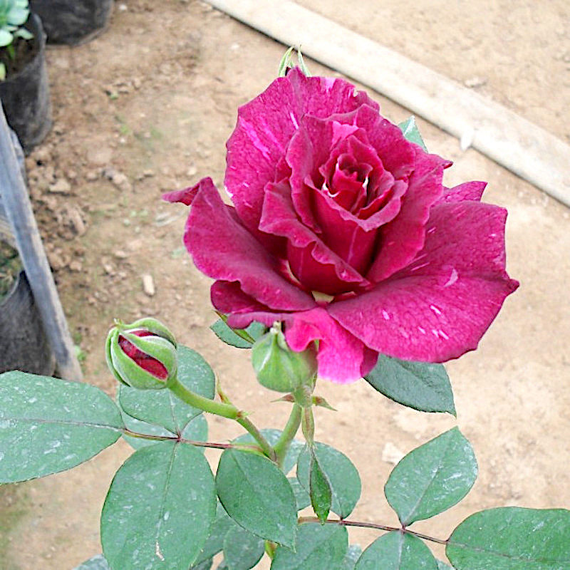 阴谋诡计阳台盆栽月季庭院地栽耐寒耐旱抗病勤花馥郁香气切花玫瑰,鲜花速递/花卉仿真/绿植园艺,月季/蔷薇/玫瑰,淘宝优惠券,粉丝福利购,淘宝优惠卷