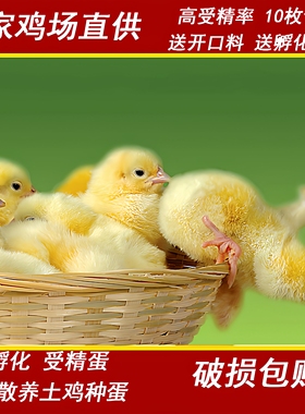 种蛋受精蛋可孵化小黄鸡散养土鸡蛋笨鸡蛋柴鸡蛋宠物鸡草鸡蛋代发