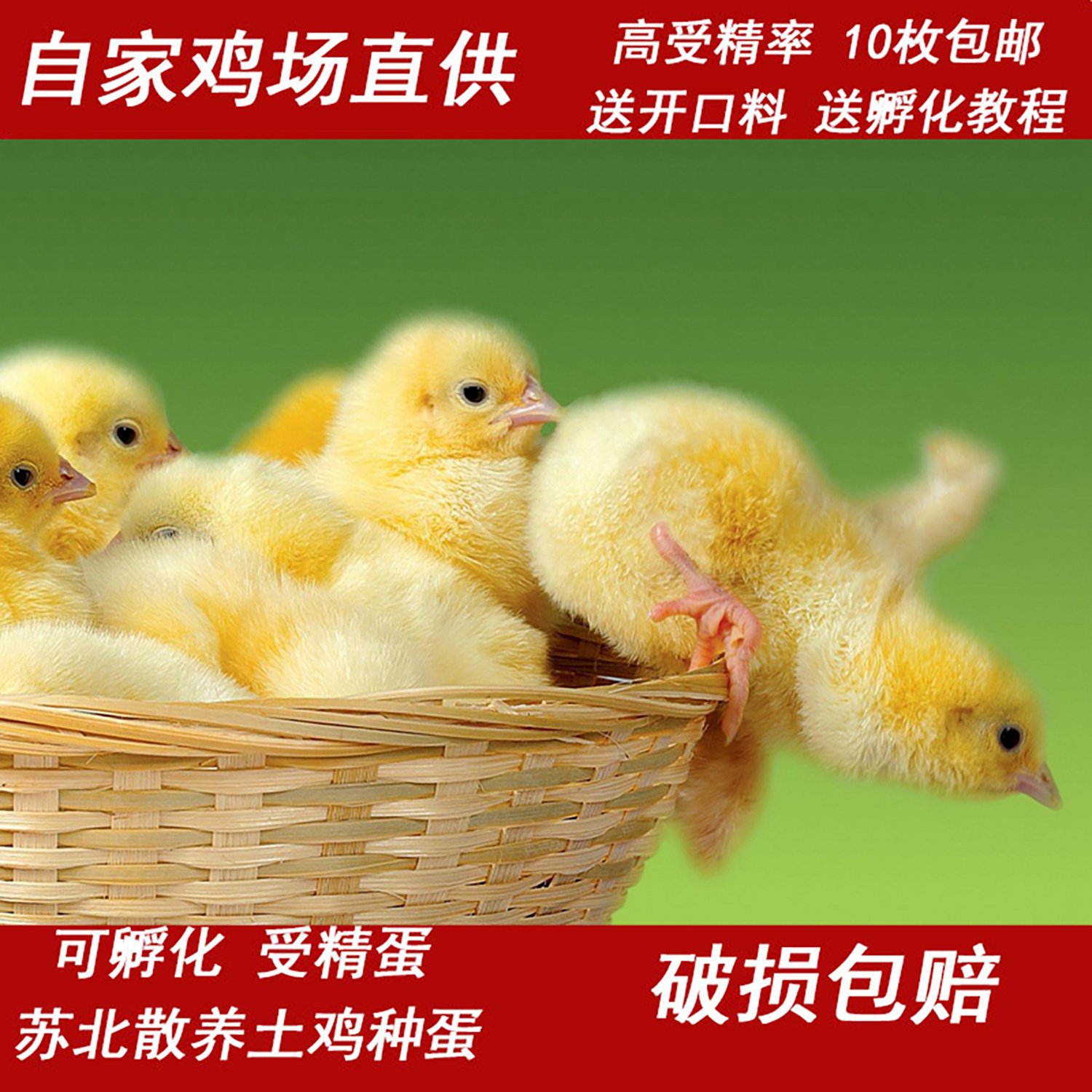 种蛋孵化器可孵化小黄鸡蛋散养土鸡蛋笨鸡蛋柴鸡蛋鸭鹅受精草鸡蛋