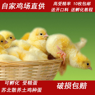 种蛋孵化器可孵化小黄鸡蛋散养土鸡蛋笨鸡蛋柴鸡蛋鸭鹅受精草鸡蛋