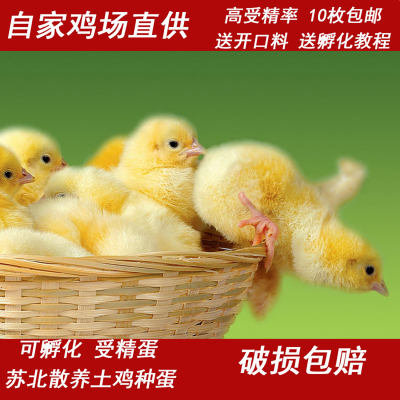 种蛋孵化器水床受精蛋可孵化土鸡