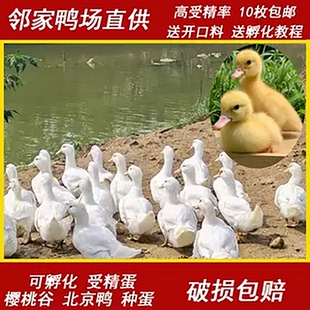 宠物鸭种蛋受精蛋可孵化樱桃谷北京鸭大白鸭小黄鸭肉鸭非柯尔鸭