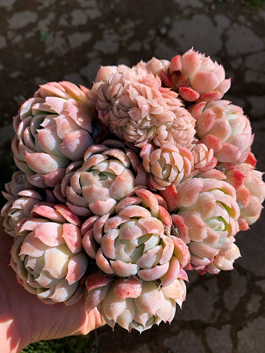 一物一拍多肉植物贝瑞老桩大群草莓冰手捧阳台楼顶露养好养花盆栽