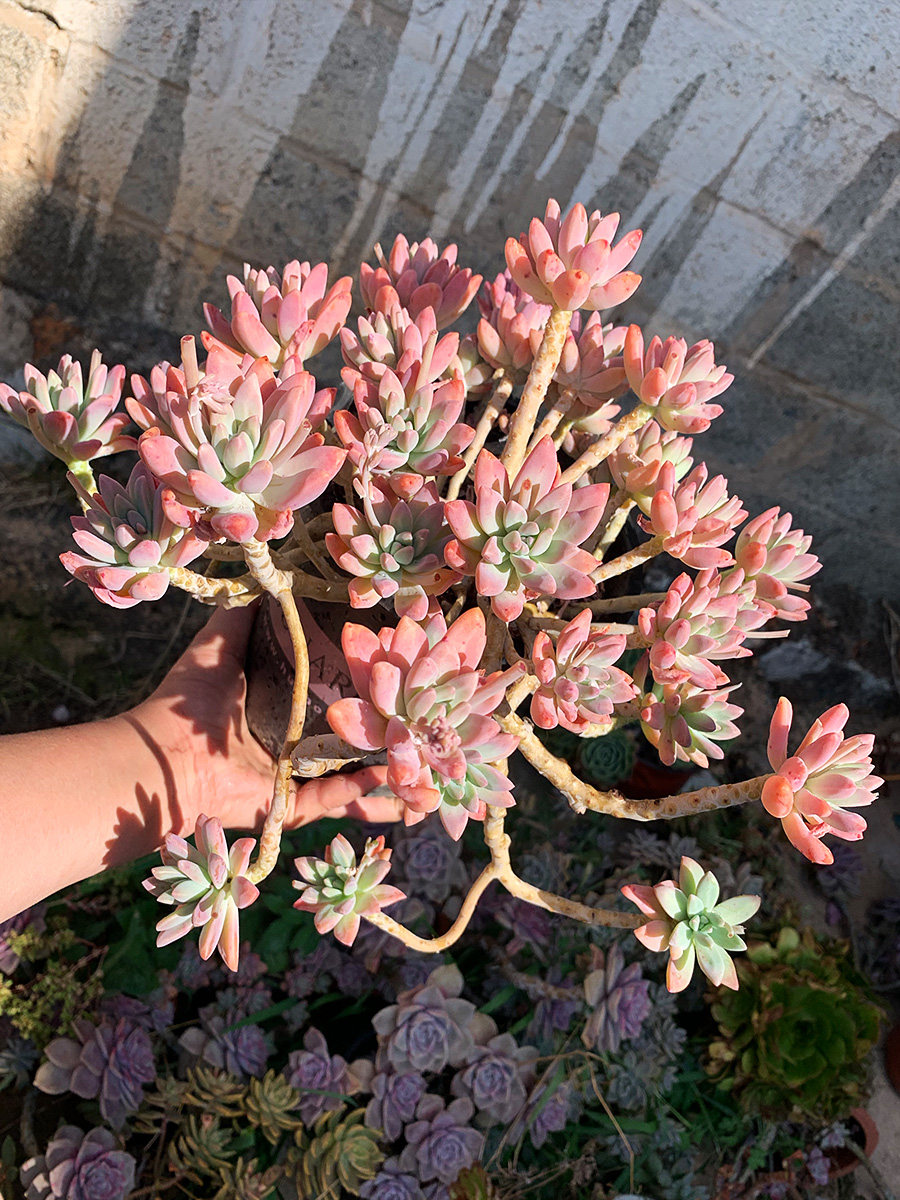 多肉植物楼顶简单美观景天可露养