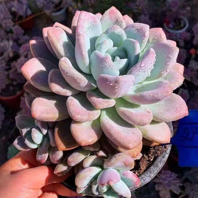 一物一拍多肉植物奥普琳娜老桩超大桃花源庭院阳台好养花盆栽稀罕