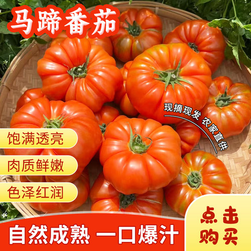 老品种马蹄番新鲜自然熟西红柿