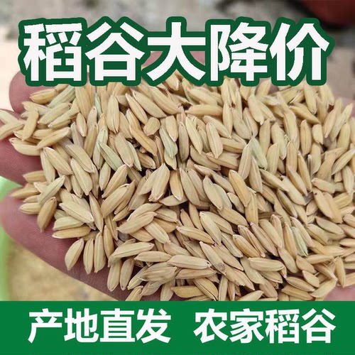 稻谷带壳稻谷喂鸡鸭鸽粮
