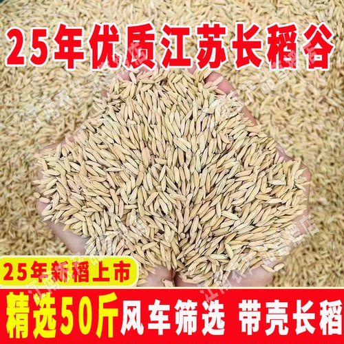 江苏50斤新鲜长稻谷喂鸡鸭鹅饲料