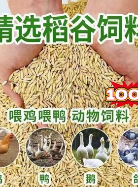 新稻谷100斤50斤稻子带壳谷子喂鸡稻谷鸭鹅鸽鸟仓鼠宠物饲料批发